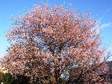写真：多賀中学校体育館裏　ヒマラヤ桜
