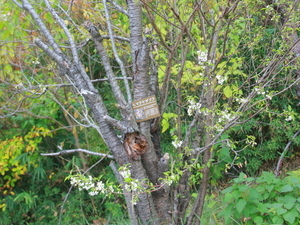 令和7年11月25日さくらの名所散策路ヒマラヤザクラの様子その1
