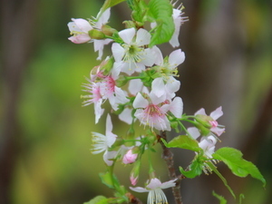 令和7年11月25日さくらの名所散策路ヒマラヤザクラの様子その2