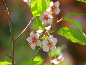 令和7年12月2日のヒマラヤザクラの様子その2