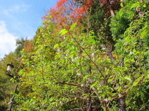 令和7年12月2日のヒマラヤザクラの様子その3