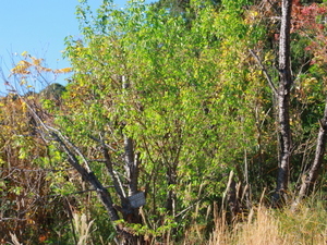 令和7年12月15日さくらの名所散策路ヒマラヤザクラの様子