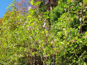 令和7年12月8日のヒマラヤザクラの様子その3