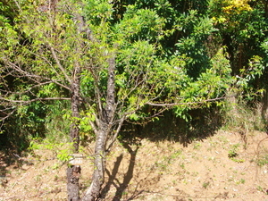 令和7年11月28日のヒマラヤザクラの様子