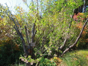 令和7年12月8日のヒマラヤザクラの様子その2