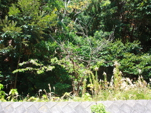 令和7年12月8日のヒマラヤザクラの様子