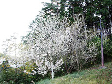 写真：さくらの名所散策路　ヒマラヤ桜