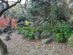 令和7年12月8日のキバナアマの様子