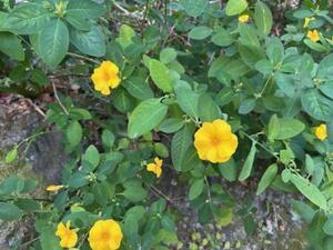 令和7年12月8日のキバナアマの様子その2