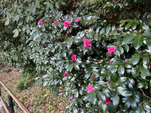 令和7年12月1日の梅園のサザンカの様子