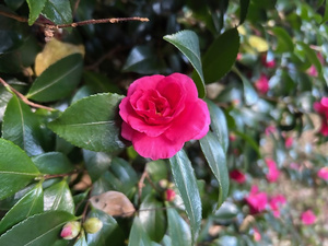 令和7年12月1日の梅園のサザンカの様子その2