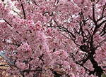 写真：大寒桜