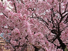 写真：大寒桜