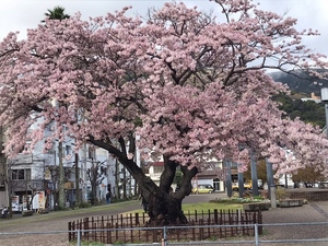 令和5年度　渚小公園の早咲大島桜の様子1