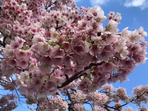 令和5年度　渚小公園の早咲大島桜の様子2