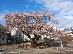 渚小公園の早咲大島桜その1