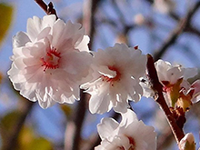 写真：子福桜