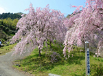 写真：枝垂れ桜