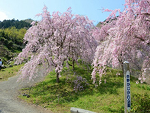 写真：枝垂れ桜