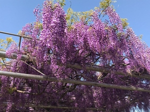 令和6年度　サンレモ公園の藤の様子その1