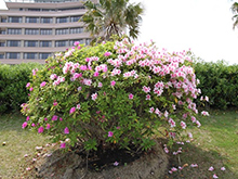 オオムラサキツツジ 熱海市公式ウェブサイト