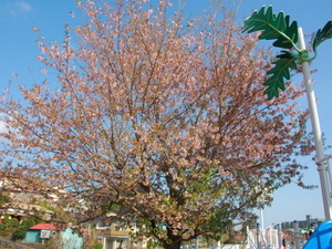 令和7年12月2日のヒマラヤザクラの様子その2