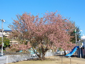 令和7年12月15日長浜海浜公園ヒマラヤザクラの様子その2