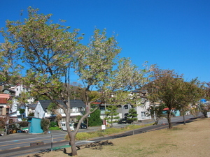 令和7年12月15日長浜海浜公園ヒマラヤザクラの様子その1