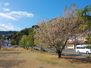 令和7年12月18日長浜海浜公園ヒマラヤザクラの様子その1