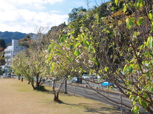令和7年12月18日長浜海浜公園ヒマラヤザクラの様子その2