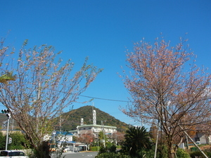 令和7年11月28日のヒマラヤザクラの様子その3