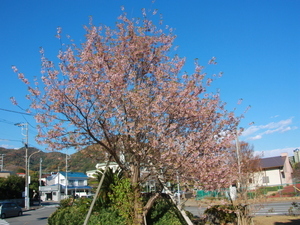 令和7年12月5日のヒマラヤザクラの様子