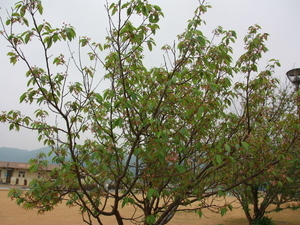 令和7年12月25日長浜海浜公園ヒマラヤザクラの様子その2