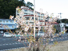 写真：長浜海浜公園　ヒマラヤ桜