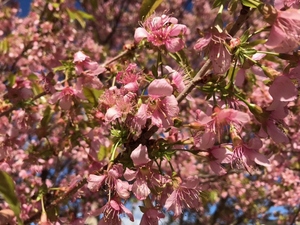 令和5年度　長浜海浜公園のヒマラヤ桜1