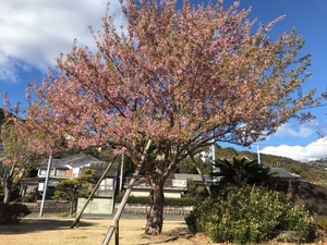 令和5年度　長浜海浜公園のヒマラヤ桜2