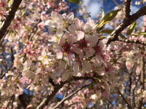 令和5年度　長浜海浜公園のヒマラヤ桜3