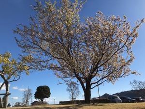 令和5年度　長浜海浜公園のヒマラヤ桜4