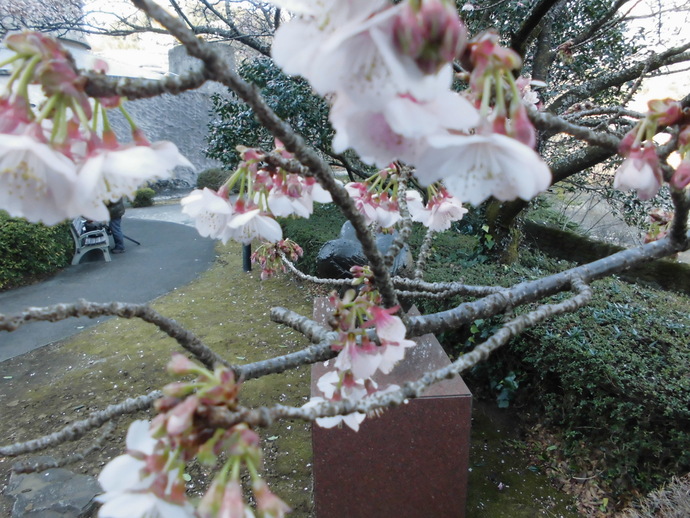 あたみ桜開花しています