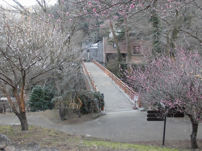 1月21日　梅園の梅の開花状況