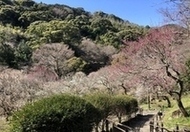 静岡県熱海市【熱海梅園の梅】