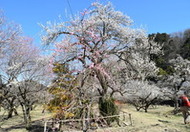 埼玉県越生町【越生梅林の梅】