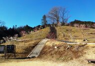 東京都青梅市【吉野梅郷・梅の公園の梅】