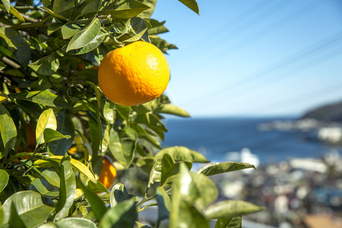 写真:熱海ならではの御礼をご用意しております。