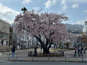 令和8年2月24日渚小公園の早咲大島桜の様子その2