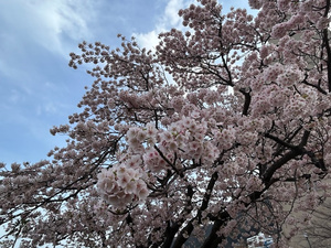 令和8年2月24日の渚小公園の早咲大島桜
