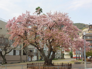 令和8年3月2日渚小公園の早咲大島桜の様子