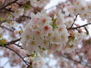 令和8年3月2日海浜公園内の大島桜の様子