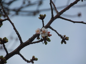 令和8年2月5日渚小公園の早咲大島桜その1