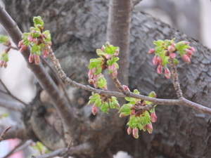 令和8年2月5日渚小公園の早咲大島桜の様子その2